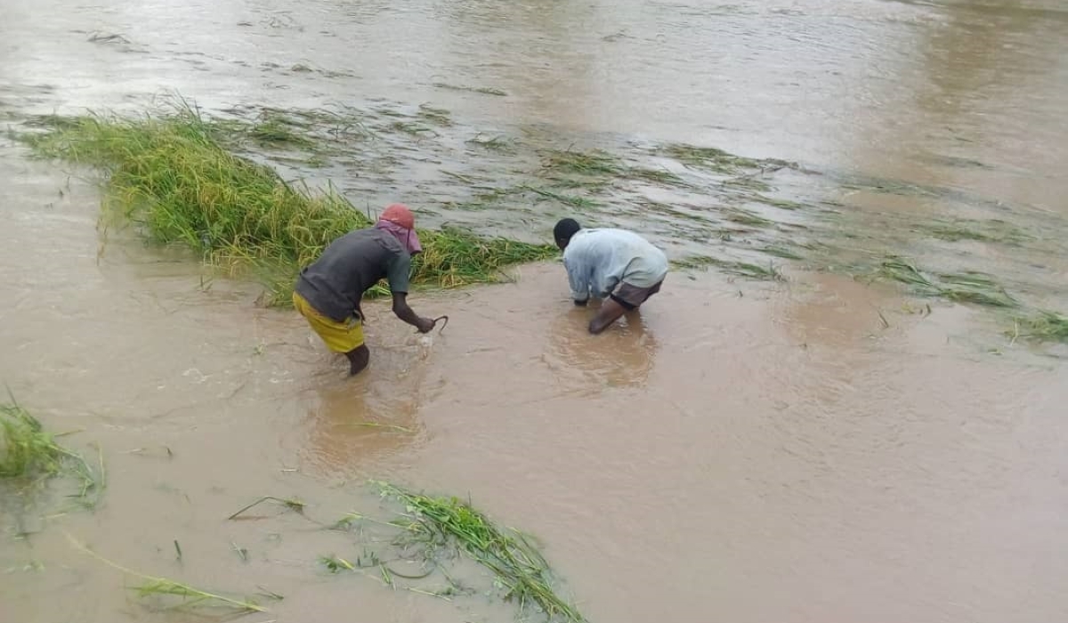 Farmers try to salvage some of their rice produce that had been washed away by floods in Nyagatare District in 2020.