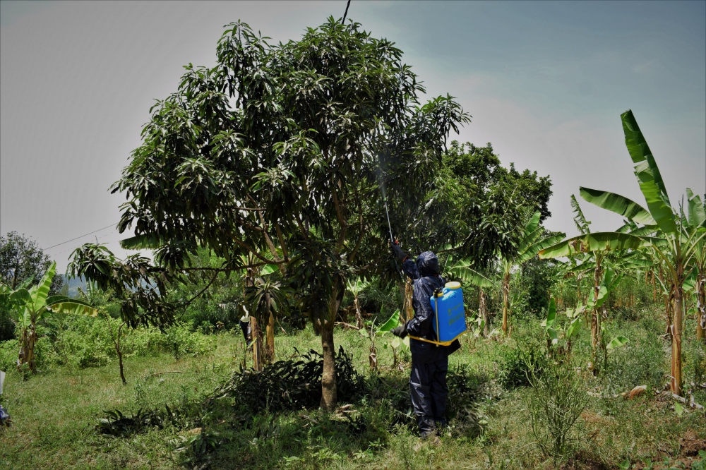 Spraying with insecticides is one of solutions recommended to kill the pests in mangoes.Courtesy