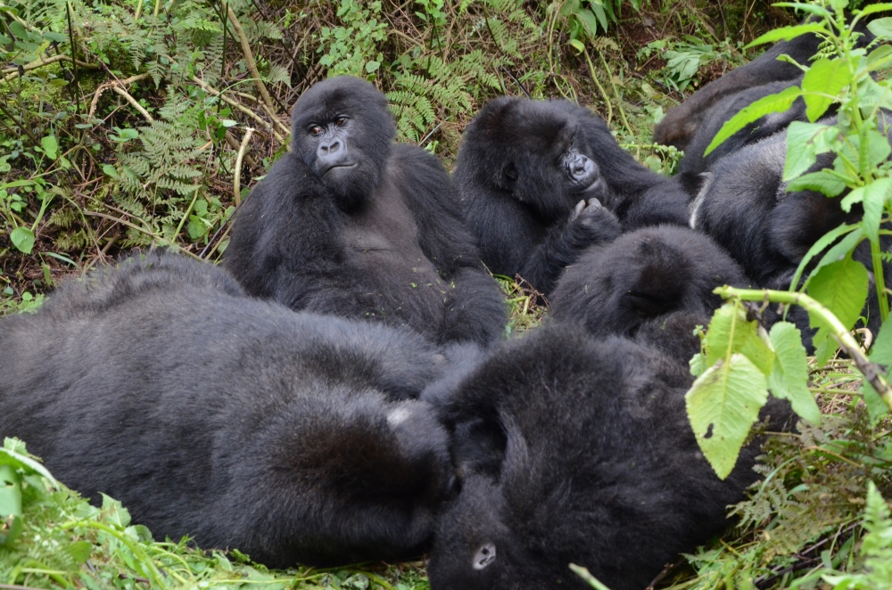 Mountain gorillas from Susa Group in Volcanoes National Park. The project to expand the park is expected to cost $255 million  to ensure a better habitat for the majestic mountain gorillas. Sam Ngenda