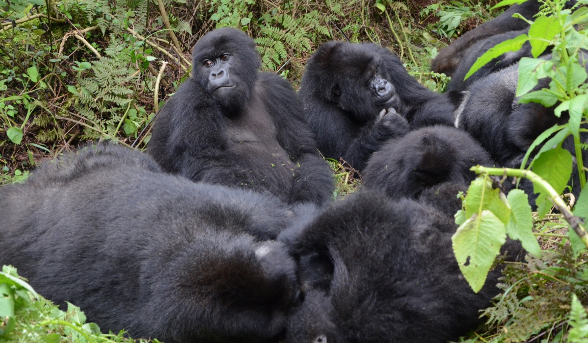 Mountain gorillas from Susa Group in Volcanoes National Park. The project to expand the park is expected to cost $255 million  to ensure a better habitat for the majestic mountain gorillas. Sam Ngenda