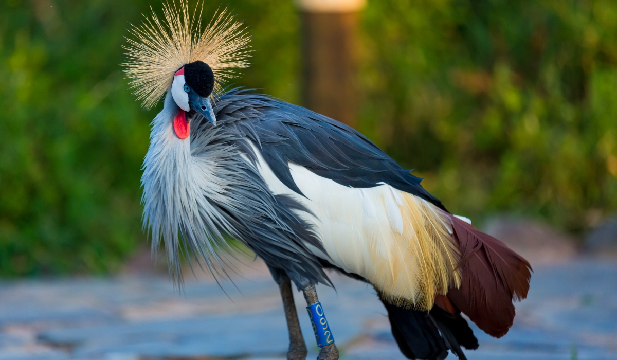 A grey-crowned crane at Umusambi Village in Kigali, a nature reserve and sanctuary for the
disabled, rescued endangered birds from captivity. Photo: Courtesy.