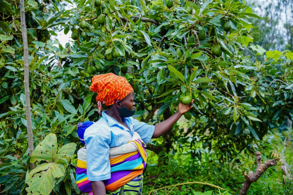  A fruit farmer looks at her avocado plant in Nyamagabe District. According to Kigali City Mayor, at least 285, 805 fruit trees will be planted in schools so as to boost the school feeding programme. File