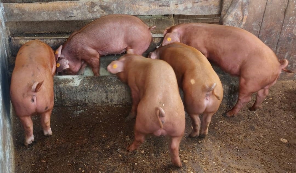 One imported breed can weigh up to 500 kilogrammes once grown up. Photo: Courtesy.