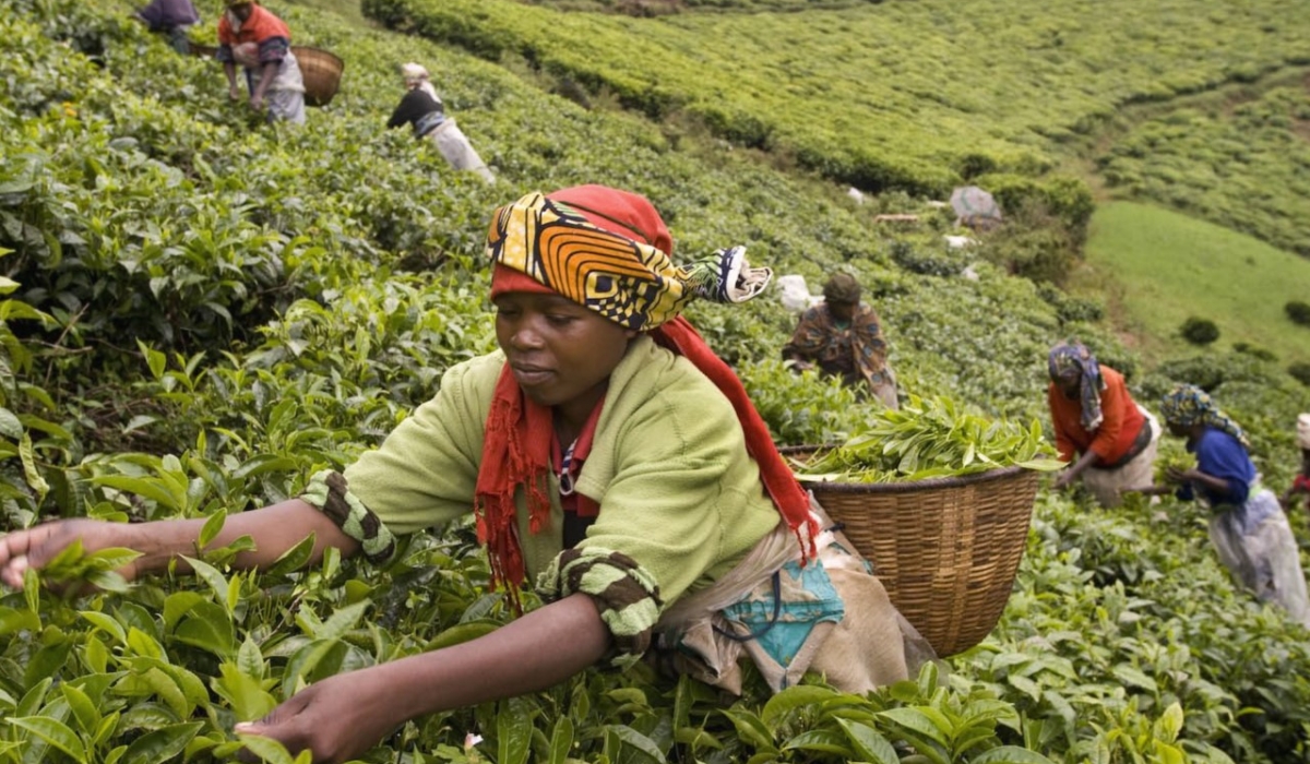Workers pluck tea leaves in one of tea plantations in Western Province in Rwanda. Courtesy
