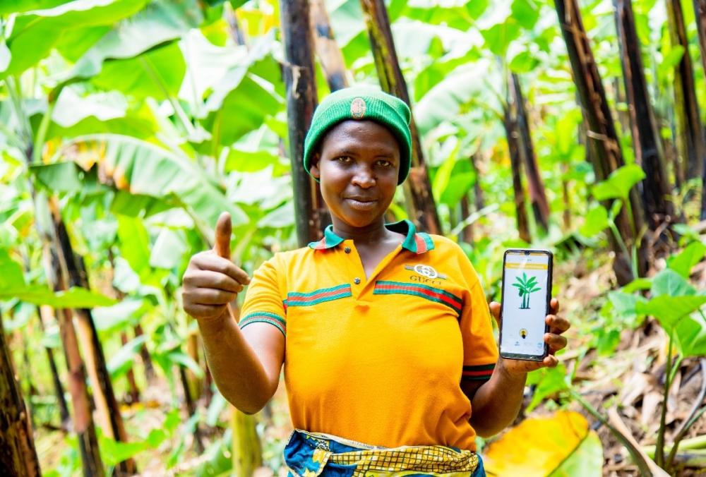 Digital tools deployed by IITA are helping to effectively monitor and manage BXW, the most devastating banana disease (Photo by IITA).