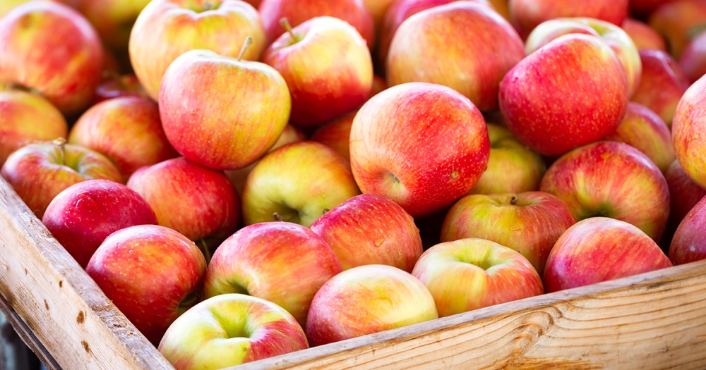 Apples can be found in local markets and
supermarkets. Photo/Net