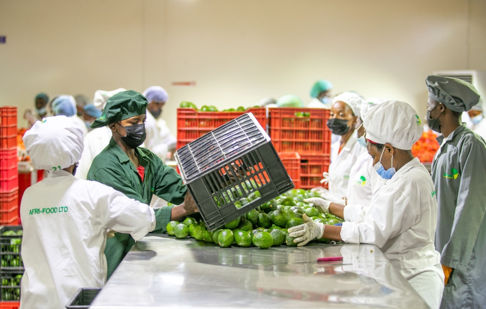 Workers packing fresh avocadoes for export at NAEB warehouse in Kicukiro District. NAEB in collaboration with IDH project flagged off the first reefer container shipment of avocados by sea , on Friday November 25. File