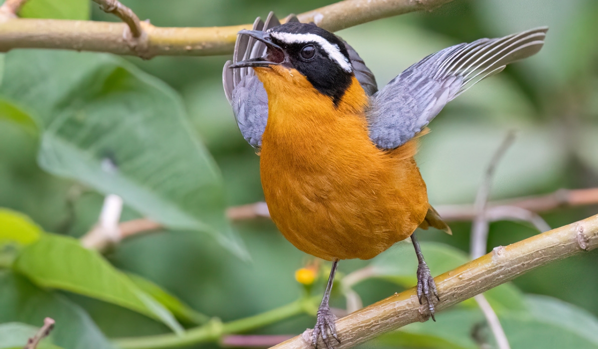 A White-browed Robin-chat, photographed in Nyarutarama, Kigali. Photos: Will Wilson.