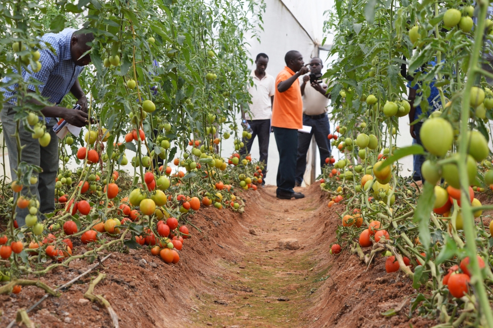 Tomatoes grown in a greenhouse where drip irrigation technology is used for efficient water management and better crop growth, in Gasabo District, Kigali. Photo by Sam Ngendahimana