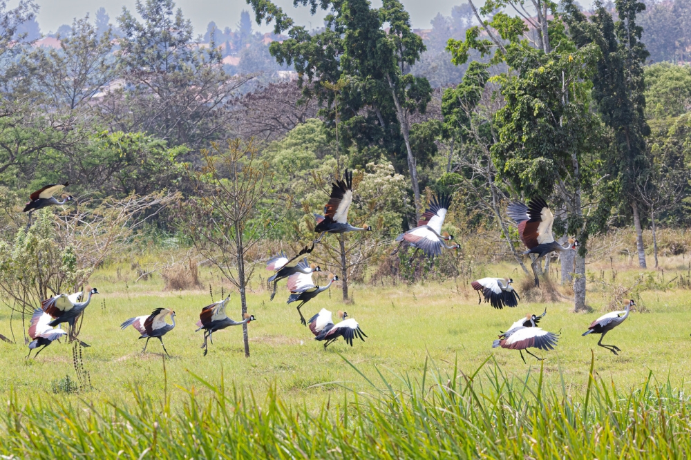 A flock of wild grey-crowned cranes landing at Umusambi Village. All photos by Will Wilson