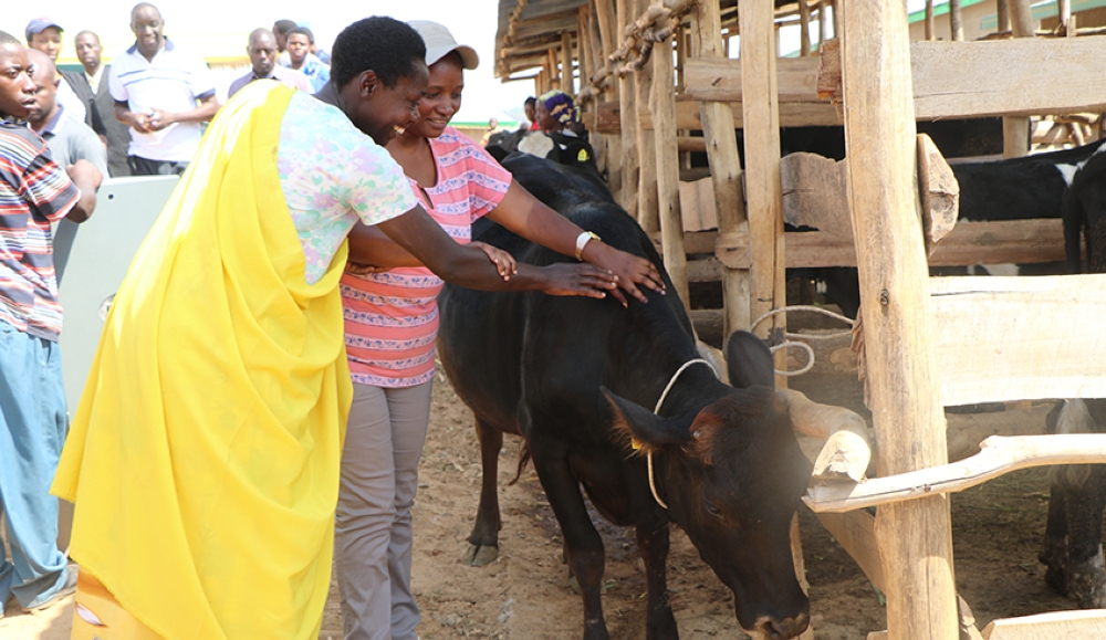 A citizen receives her cow to boost her wellbeing during Girinka Program. Members of Parliament have asked the Prime Minister to look into issues that are impeding the productivity of Gir’inka program. Photo by Craish Bahizi