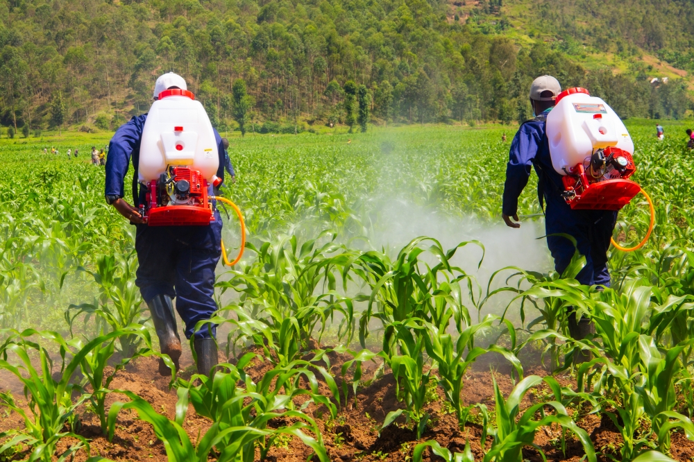 Farmers spraying pesticides in a maize plantation. Farmers say that drought took its toll on crop production, estimating that overall, maize produce is expected to drop by 40 per cent as a result.
