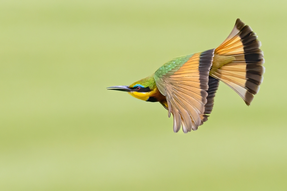A Liittle Bee-eater hunting on the wing, photographed at the Kigali Golf Course.