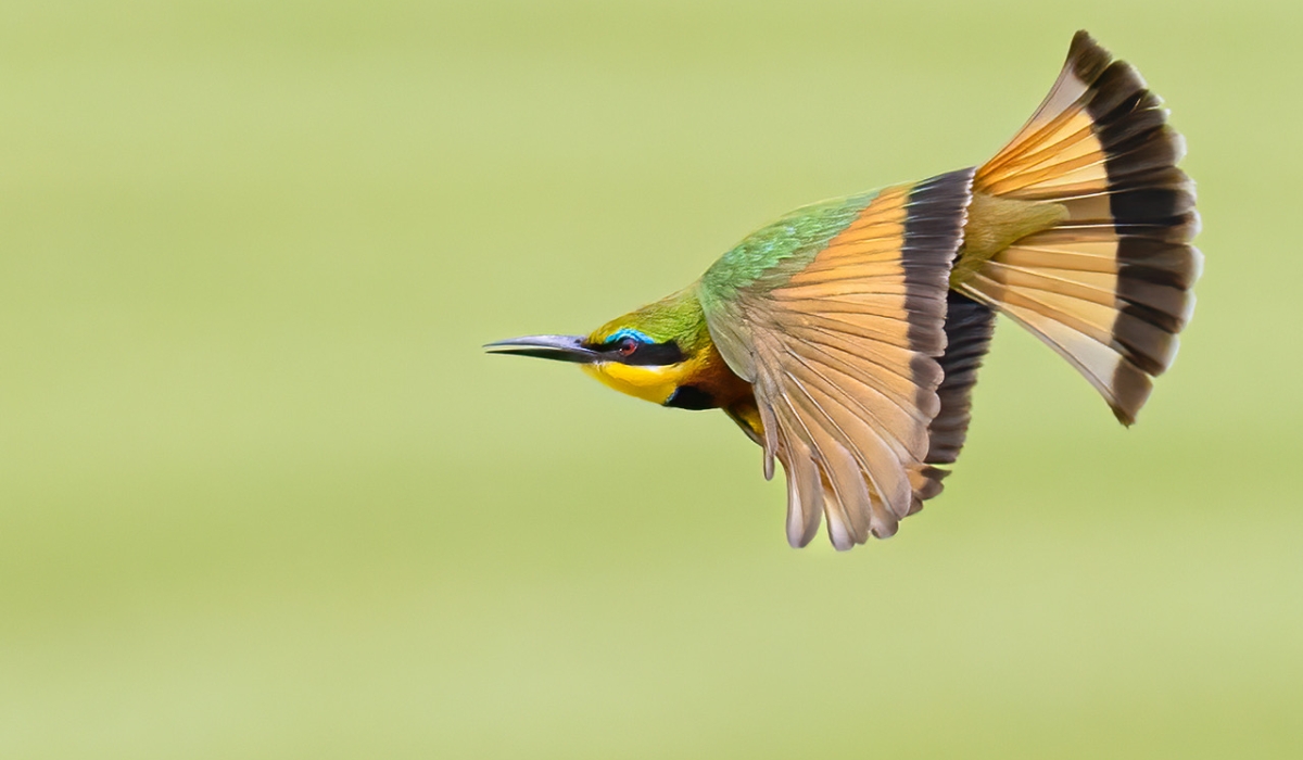 A Liittle Bee-eater hunting on the wing, photographed at the Kigali Golf Course.