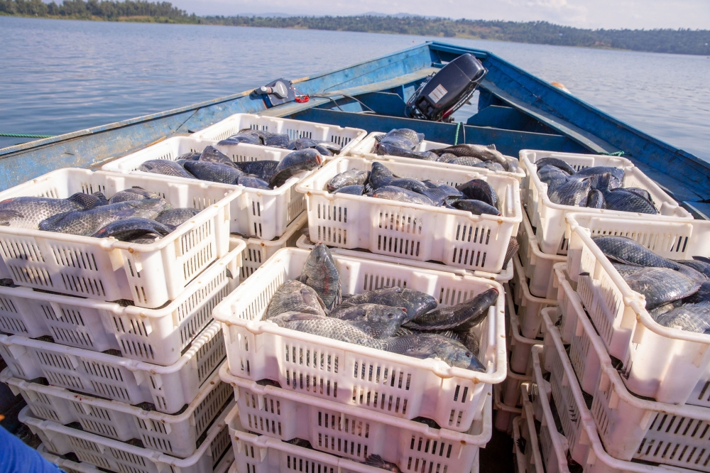 Fish production in Rwanda slightly increased from 41,664 tonnes in 2021 to 43,560 tonnes in 2022. File