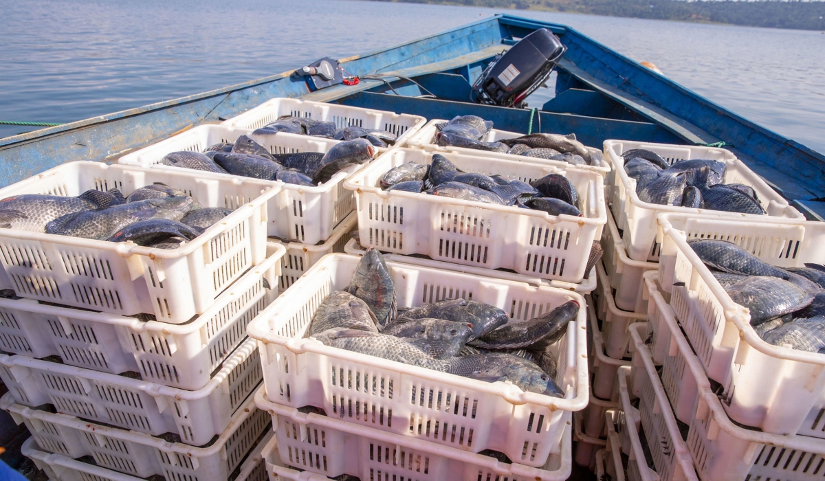 Fish production in Rwanda slightly increased from 41,664 tonnes in 2021 to 43,560 tonnes in 2022. File