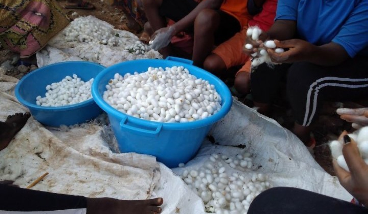 Farmers sort silk cocoons. Production dropped as a result of low prices and a lack of investor to develop the sector. (courtesy)