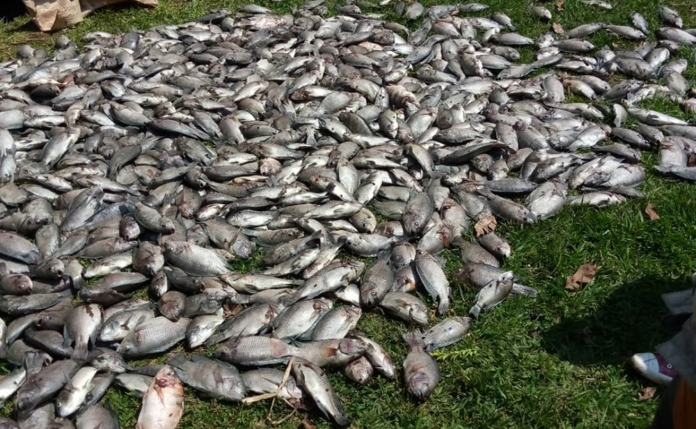 Thousands of dead fishes collected at Lake Muhazi after an incident through which farmers  where different cooperatives grow fishes, faced a big loss due to water pollution in the lake on January 17,2021. Fish farmers are hopeful of accessing finance from banks after the government decided to add fish farming to agriculture insurance scheme.Courtesy