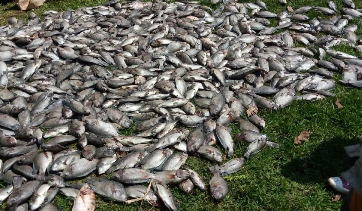 Thousands of dead fishes collected at Lake Muhazi after an incident through which farmers  where different cooperatives grow fishes, faced a big loss due to water pollution in the lake on January 17,2021. Fish farmers are hopeful of accessing finance from banks after the government decided to add fish farming to agriculture insurance scheme.Courtesy
