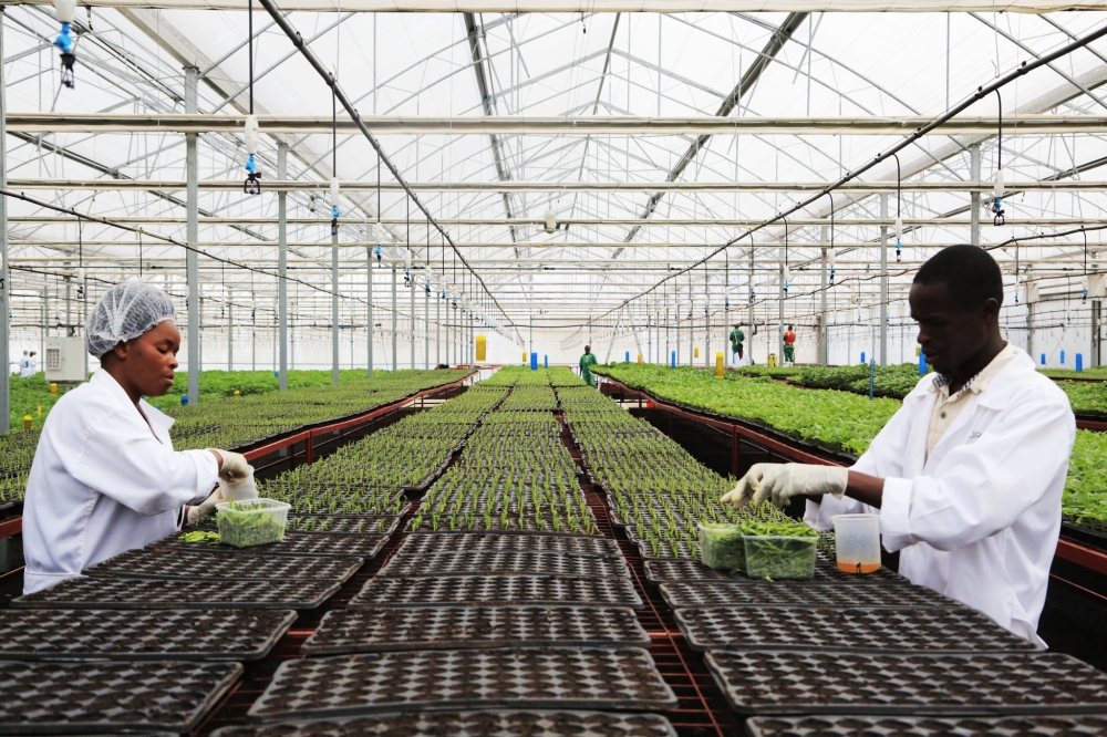 Agric specialists work in a crop multiplication center in Musanze District. Farmers have raised the need of the new crop varieties that can cope with drought, diseases, pests, and floods. Sam Ngendahimana