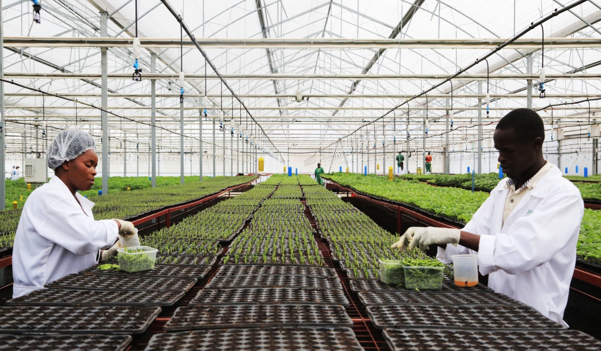 Agric specialists work in a crop multiplication center in Musanze District. Farmers have raised the need of the new crop varieties that can cope with drought, diseases, pests, and floods. Sam Ngendahimana