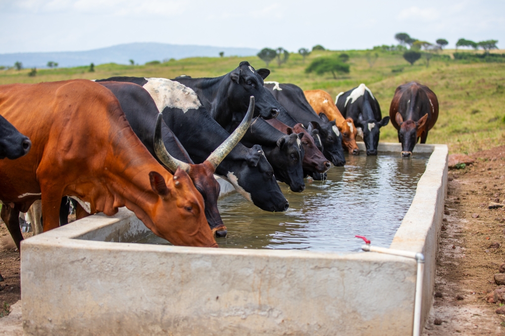  During a week-long campaign aimed at sensitizing dairy farmers to increase milk production dairy farmers have been urged to shift from traditional farming to business oriented farming in Eastern Province. Courtesy