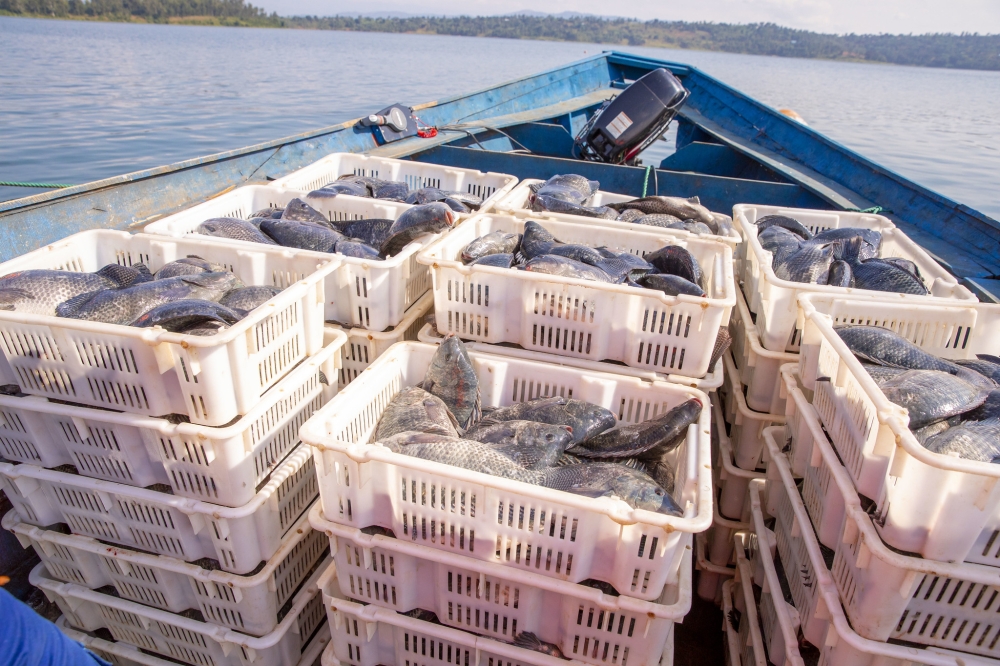 Fish production in Rwanda slightly increased from 41,664 tonnes in 2021 to 43, 560 tonnes in 2022. Courtesy