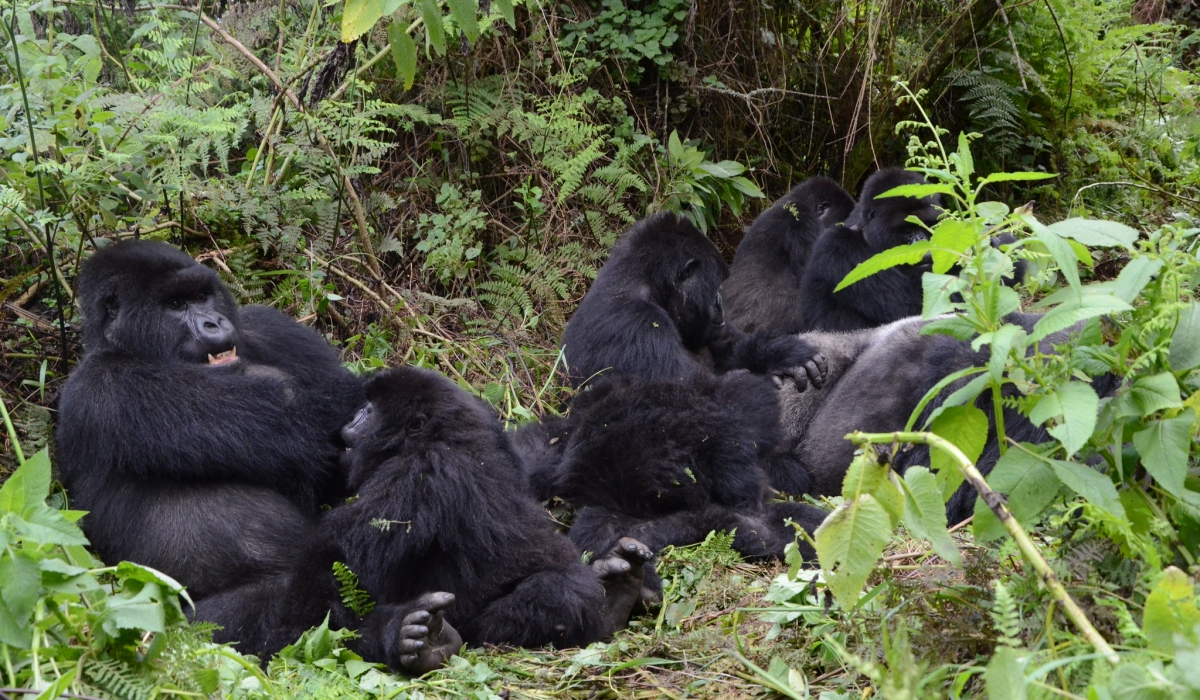 Mountain gorillas of Susa group at Karisimbi  in Volcanoes National Park. Rwanda has extended promotional rates for gorilla trekking fees to ensure continued domestic and foreign tourism recovery. Sam Ngendahimana