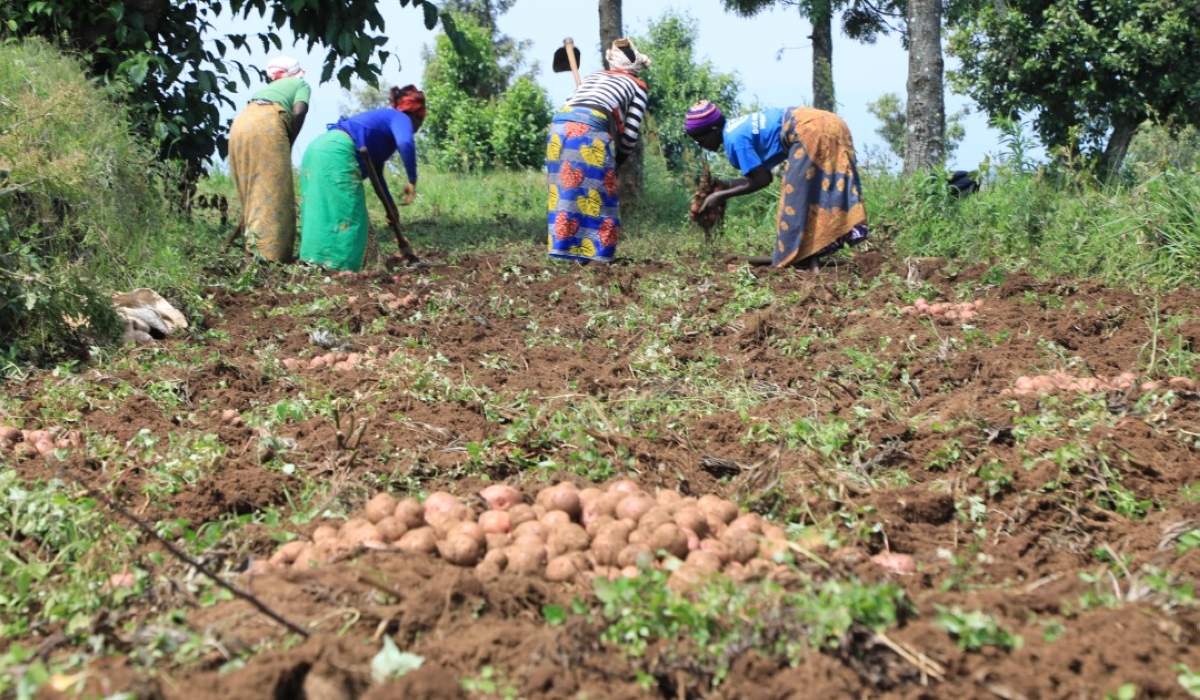 Farmers havest Irish Potato in Gicumbi through green Gicumbi project.  Rwanda produces 916,000 tonnes of Irish potatoes every year, making it the third most popular food crop produced.Couresty