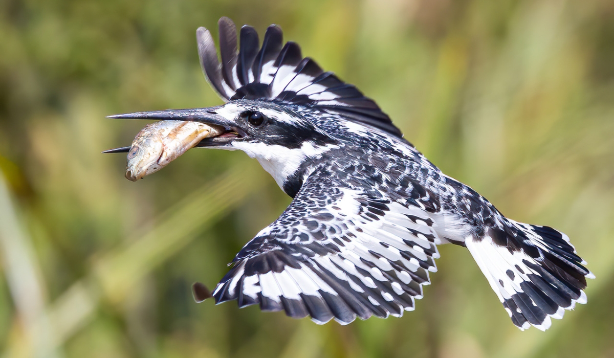 Pied Kingfisher with catch, photographed at Umusambi Village, Kigali.