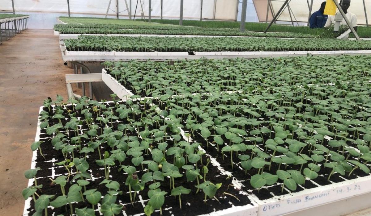 Workers sort some seedlings inside of the  green houses in which some crop multiplication exercises are conducted at Gabiro Agribusiness Hub. Courtesy