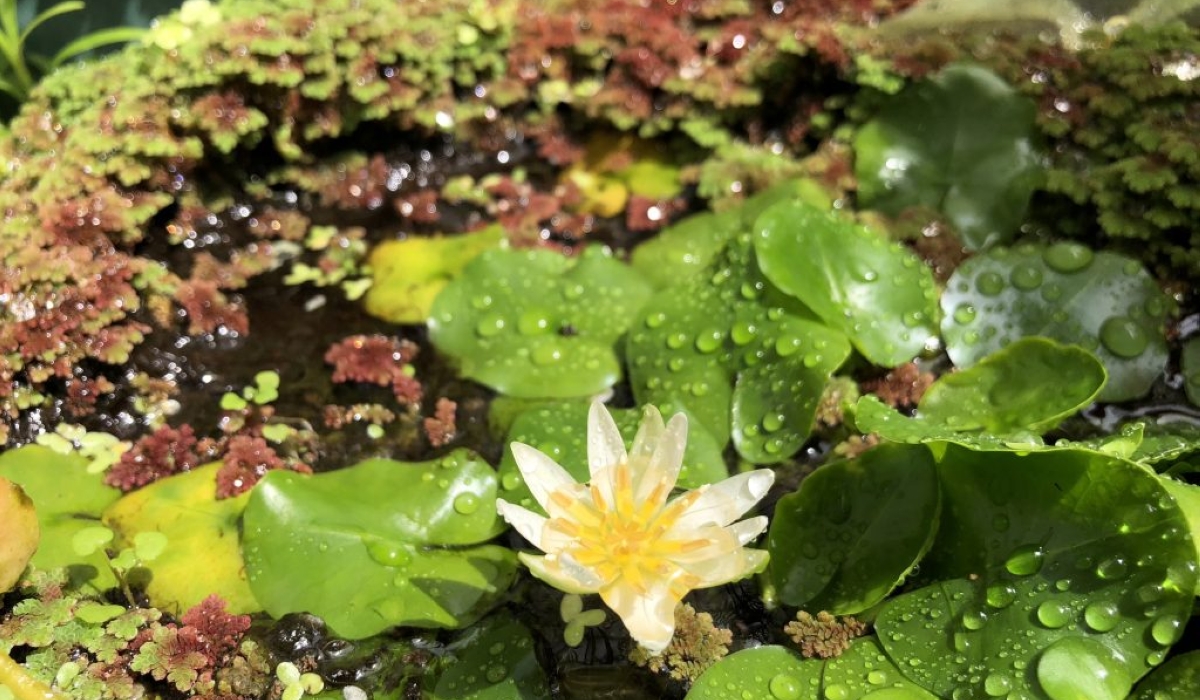 Local researchers are in a race to restore the “pygmy Rwandan water lily,” a species originally found exclusively in Rwanda, before going extinct in the country. Courtesy