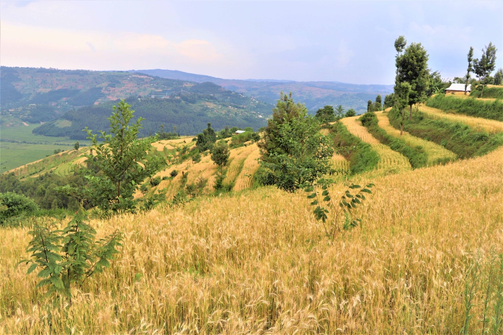 A wheat plantation at Green Gicumbi Project . Through this project, at least 12, 000 hectares of land are under erosion control (with both 600 hectares of Radical terraces and 600 hectares of progressive and radical terraces) over the past three years