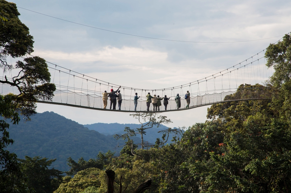 Visitors walk at the Canopy walkway that  slides over the forest up to 60 meters high in Nyungwe Forest National Park . African Parks intends to introduce Gorillas, elephants, and buffaloes in Nyungwe Forest. Sam Ngendahimana