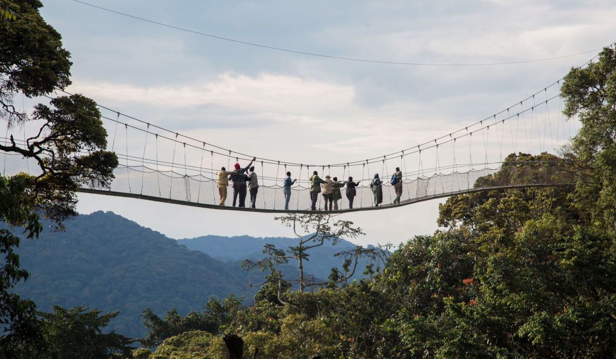 Visitors walk at the Canopy walkway that  slides over the forest up to 60 meters high in Nyungwe Forest National Park . African Parks intends to introduce Gorillas, elephants, and buffaloes in Nyungwe Forest. Sam Ngendahimana