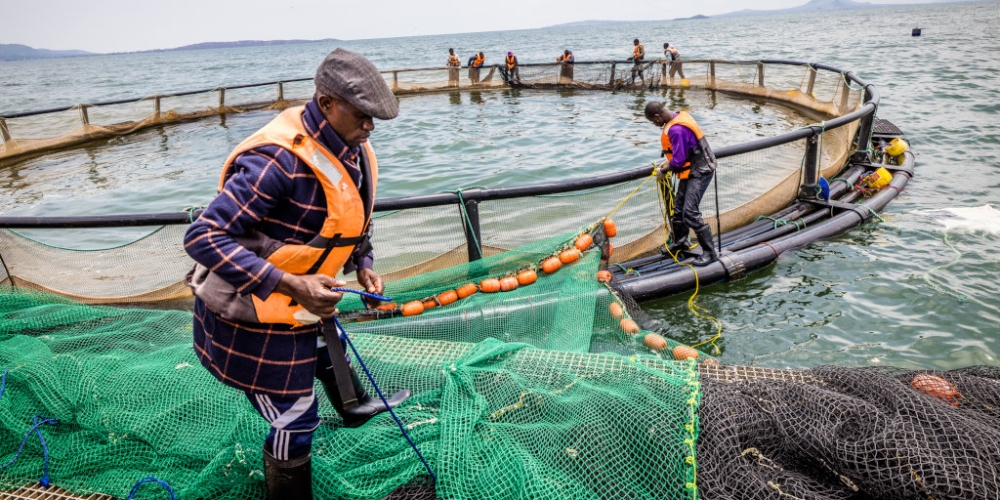 Victory Farms, a Kenyan tilapia fish farming firm plans to expand its business to Rwanda. Internet
