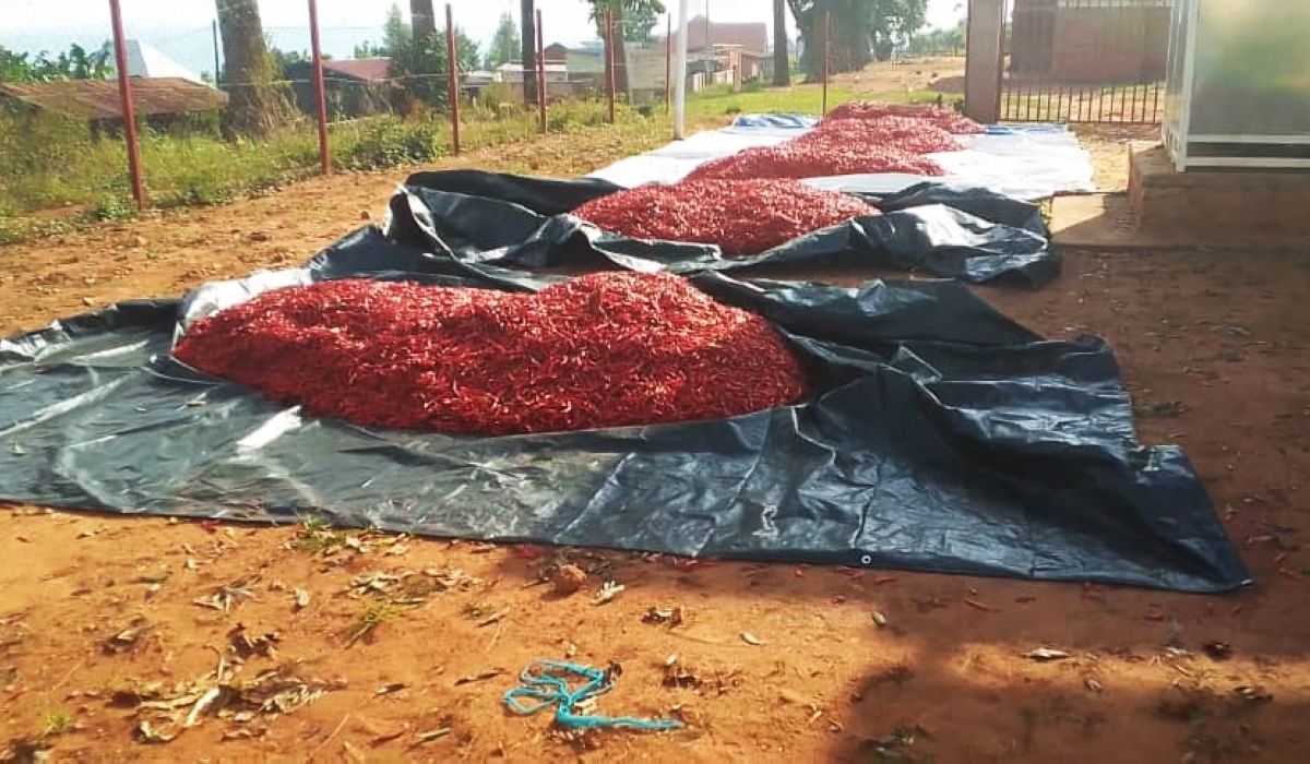 Members of KAIGA 8 cooperative in Gatsibo District are counting losses after failing to get buyers for their produce.