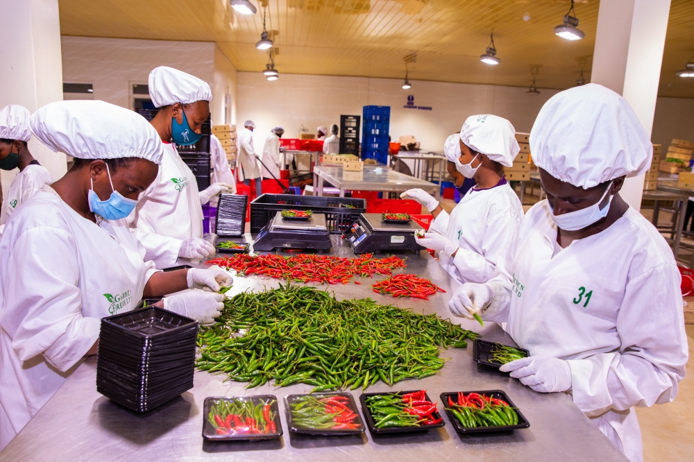 Workers sort fresh chili for export at NAEB in Kigali . While presenting a revised bugdet ,Minister Finance Uzziel Ndagijimana said that the value of Rwandan exports increased by 39.4 per cent in 2022, File