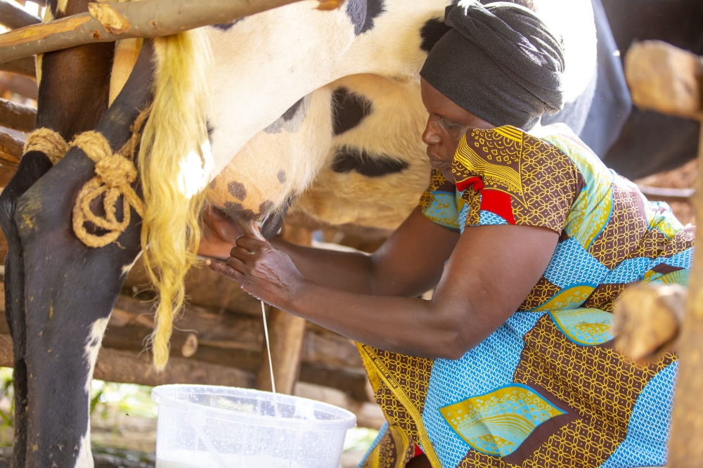 A woman milking a cow at home. Milking a cow was considered a man’s job in Rwandan culture. File.