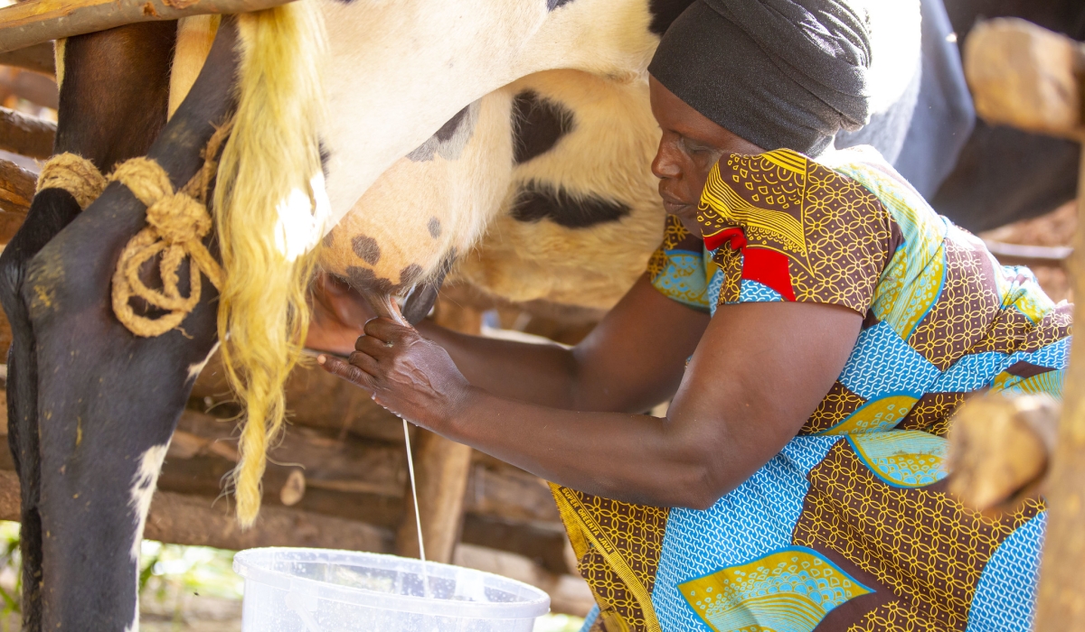 A woman milking a cow at home. Milking a cow was considered a man’s job in Rwandan culture. File.