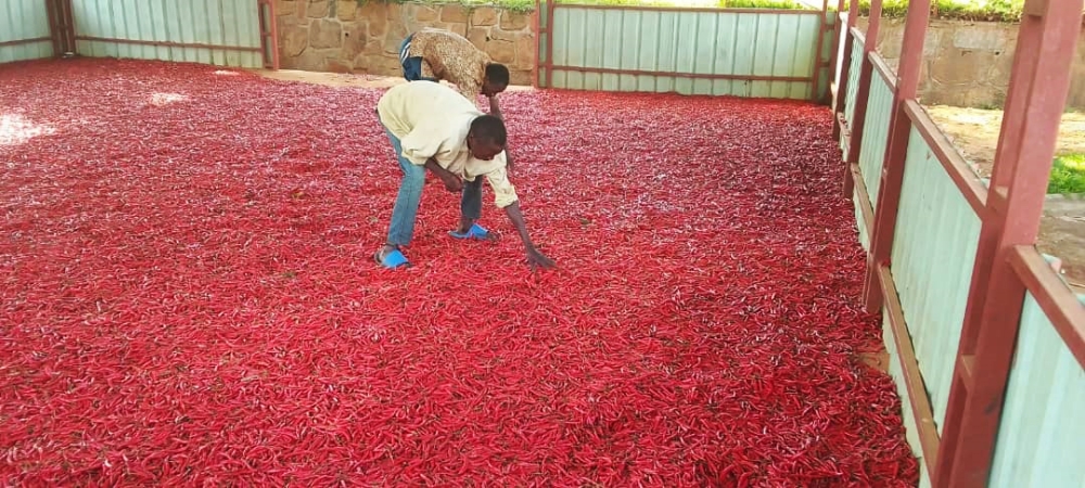 Chilli farmers dry their produce at a collection centre in Gatsibo District. Photo by Emmanuel Nkangura