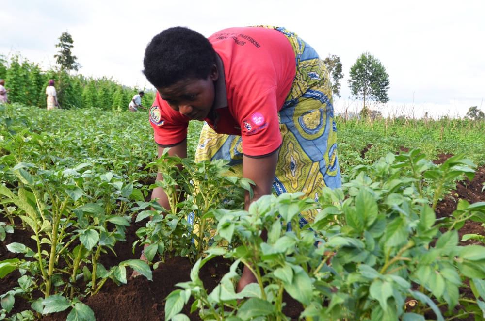 Popato farmers work in their plantation in Muko Sector in Musanze District