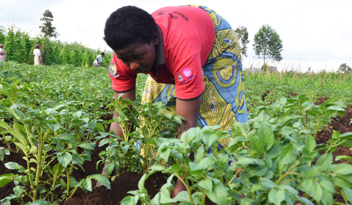 Popato farmers work in their plantation in Muko Sector in Musanze District