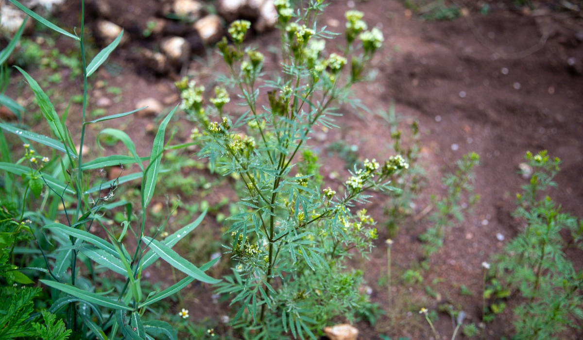 Nyiramunuka’ or ‘Kanuka’, which many think has an unpleasant repugnant smell yet in reality it produces one of the best therapeutic essential oils. 