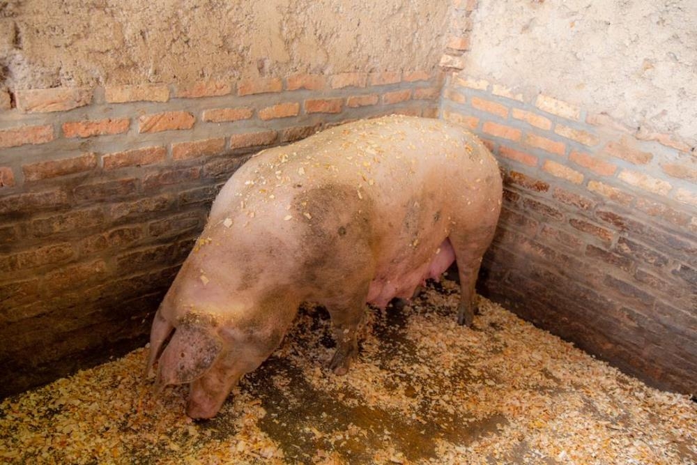One of the pigs suspected to be infected with swine erysipelas in Muko sector, Musanze District. Photo by Germain Nsanzimana
