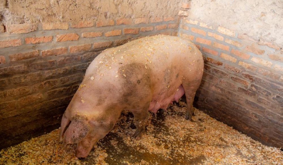 One of the pigs suspected to be infected with swine erysipelas in Muko sector, Musanze District. Photo by Germain Nsanzimana