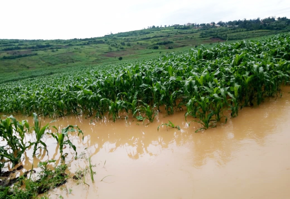 A flooded maize plantation. Meteo alerted residents that the expected rainfall from March to May may lead to extreme weather events such as flooding, landslides, strong winds and other extreme weather-