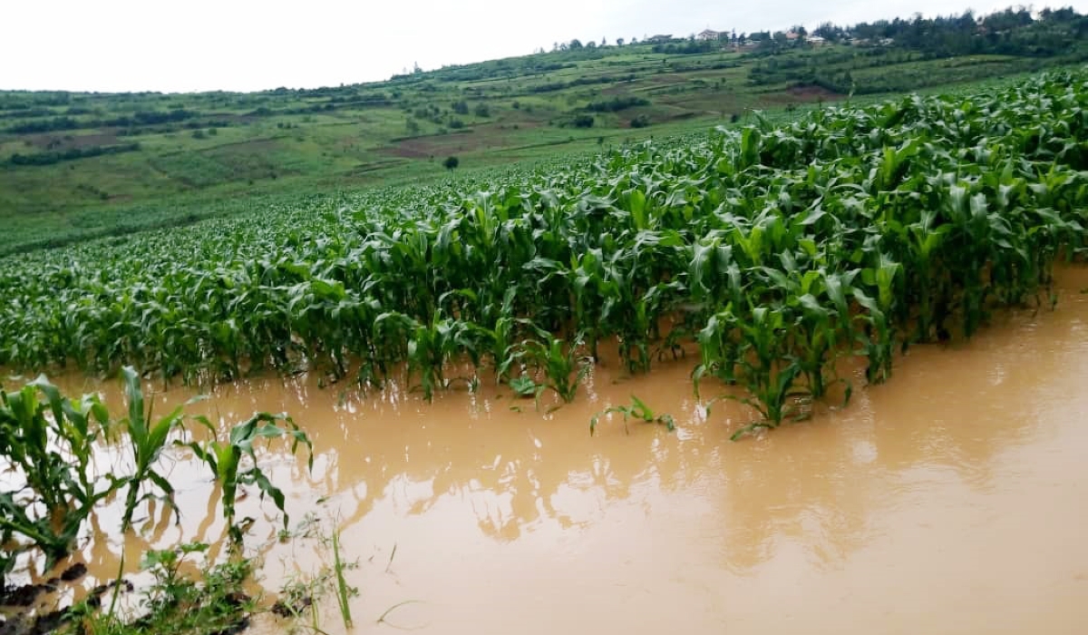 A flooded maize plantation. Meteo alerted residents that the expected rainfall from March to May may lead to extreme weather events such as flooding, landslides, strong winds and other extreme weather-
