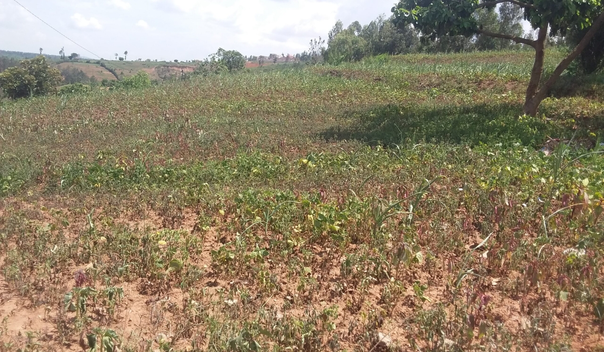 A view of a dried beans plantation in Eastern Province. According to RAB at least 78,000 hectares of bean crop farms across the country were affected by dry spells during agricultural season A.