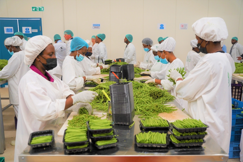 Workers sort fresh green beans for export at the  Rwanda’s first privately owned packhouse located in the Prime Economic Zone in Masoro on September 8.  Craish Bahizi